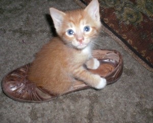 Punkin (Mixed Breed Cat)
